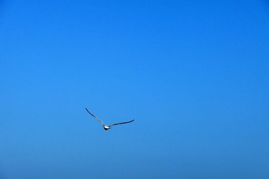 Seagull in flight over the Brighton coastline.
