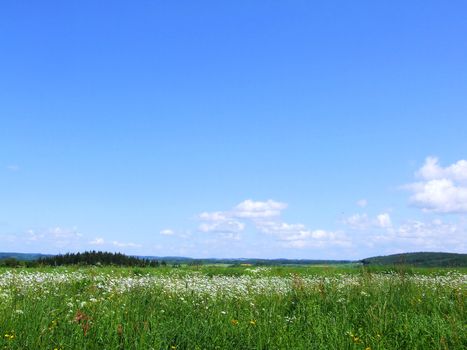 Himmel über Margeriten
