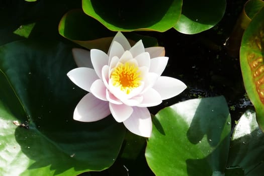 A water Lily flower in full bloom.