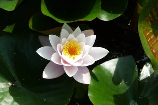 A water Lily flower in full bloom.