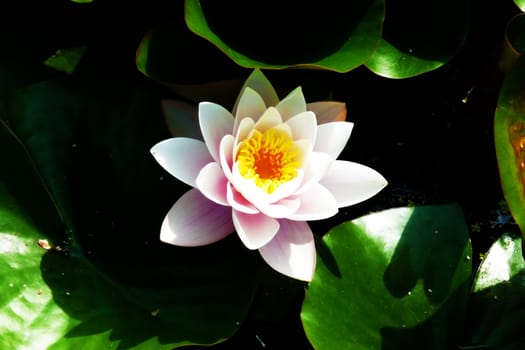 A water Lily flower in full bloom.
