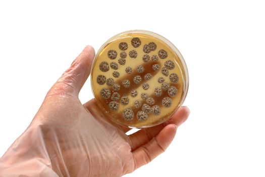 hand with microbiological plate isolated