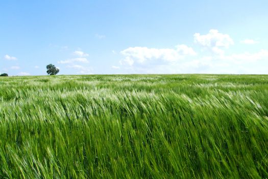 Wind im Kornfeld
