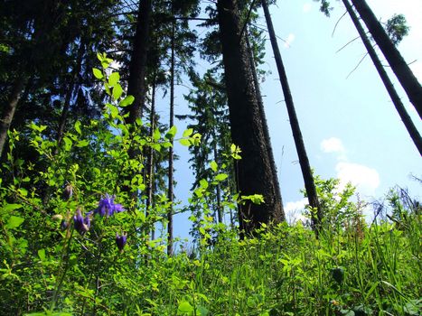 Tannenwald mit Sträuchern und Akelei