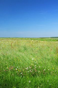 Himmel und Maiwiese
