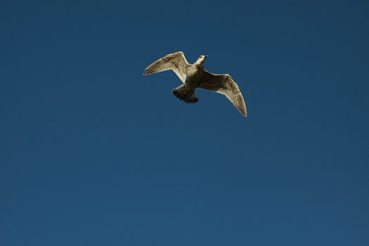 seagull in the sky