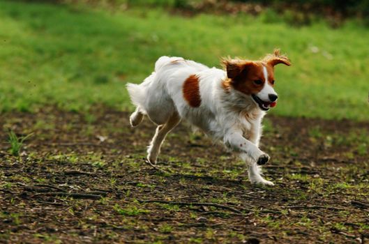 dog running in the park on grass