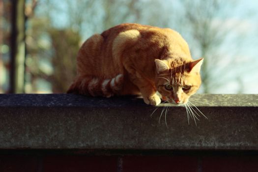 carroty cat over sky