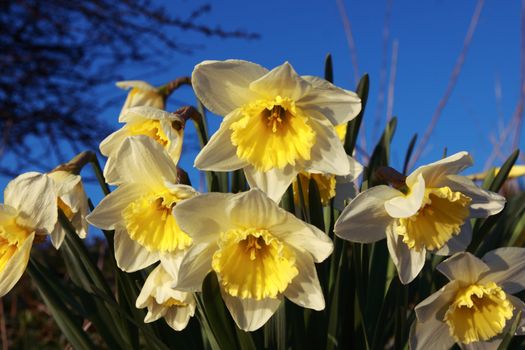narcissus over sky
