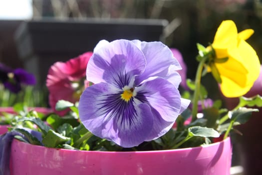 A purple pansy in a pink pot
