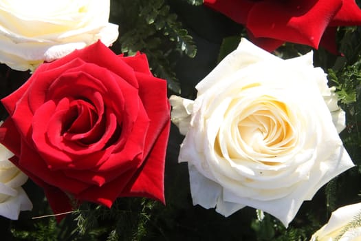 A red and white rose in early spring sunlight