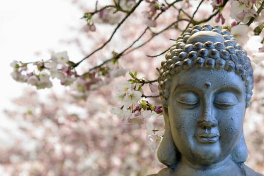 Zen Buddha Meditating by Cherry Blossoms Trees Blurred Background