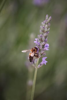 A bee gathering pollen from a stem flower of lavendar.