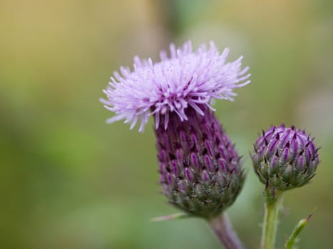 Beautiful blue purple blooming cornflower perfect nature background image