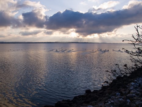 Mallard ducks fly over the sea ocean in a beautiful dramatic sunset