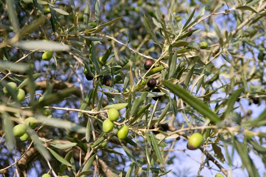 Olive field trees, branch details with olives growing