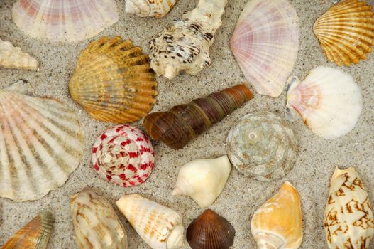 Collection with many different shells in the sand