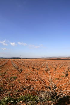 Rows of grapevines in vineyard in Spain, dried red soil