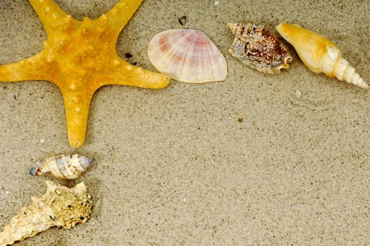 Frame corner with many different seashells. 