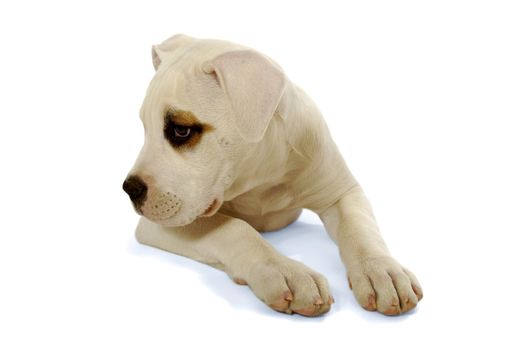 Sweet shy dog resting on a white background
