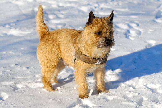 A dog is standing in the snow looking. The breed of the dog is a Cairn Terrier.