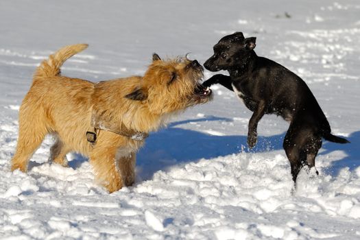 Dogs are playing in the snow. Motion blur. The breed of the dogs are a Cairn Terrier and the small dog is a mix of a Chihuahua and a Miniature Pinscher. 