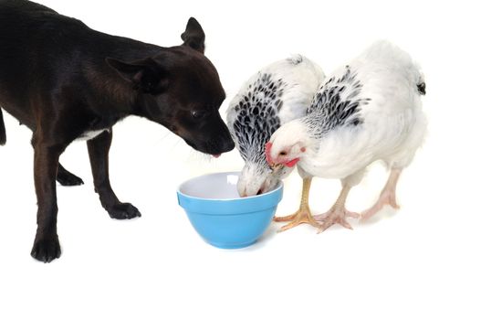A puppy dog and a chicken is eating food. Real shot, not manipulation. The dog is a mix of a chihuahua and a miniature pinscher.