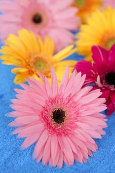 Gerbera colorful flowers still over blue salt sand background