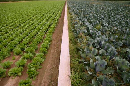 Cabbage fields in Spain, rows of vegetable food