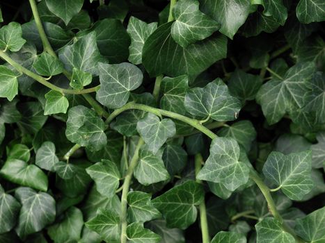 Green ivy plants useful as a background