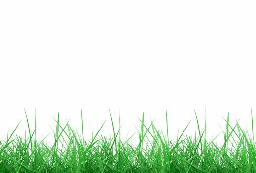 Green meadow grass over white background with copy space