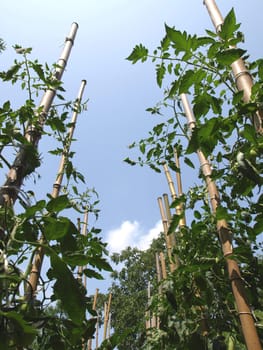 Tomato plants over a blue sky background