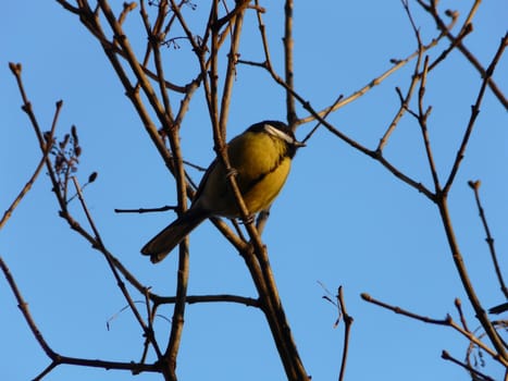 image of blue titmouse on the branch