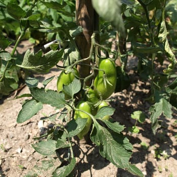 Detail of a tomato plant with fruits