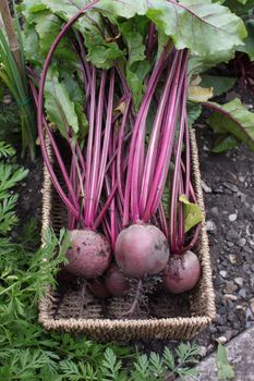 Freshly harvested organically grown beetroot. Crop with leaves and stalks still on set in a wicker type basket in a veggi patch.