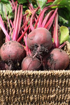 Close up detail of freshly picked and organically grown beetroot in a wicker type basket.