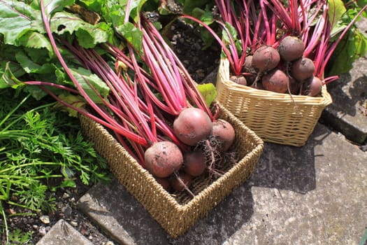 Freshly harvested organically grown beetroot. Crop with leaves set in two wicker type baskets on a veggi patch.