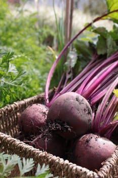 Freshly harvested organically grown beetroot. Crop with leaves and stalks still on set in a wicker type basket in a veggi patch.