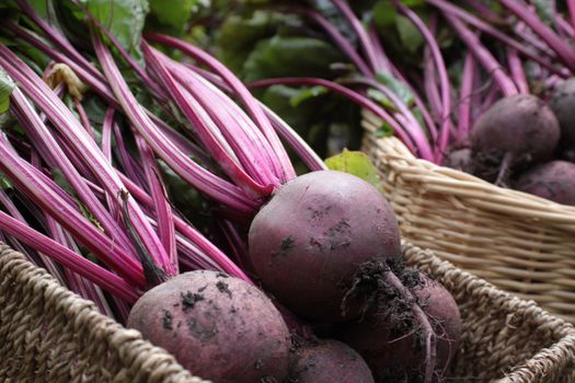 Freshly harvested organically grown beetroot. Crop with leaves set in two wicker type baskets on a veggi patch. Detail to front of image.