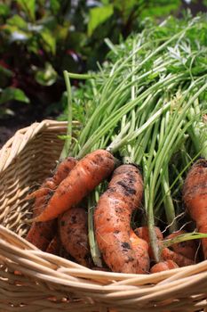 Freshly harvested organically grown carrots. Crop with leaves and stalks still on set in a wicker type basket in a vegetable patch. 