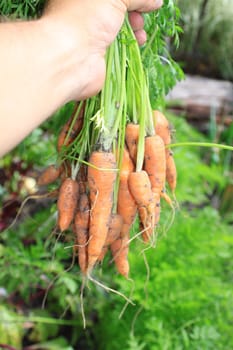 Freshly harvested organically grown carrots. Crop with leaves and stalks still on held in the hand over a vegetable patch, with other carrots growing.