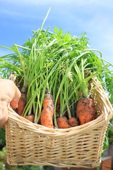 Freshly harvested organically grown carrots. Crop with leaves and stalks still on set in a wicker type basket held aloft in the hand against a sky backdrop.