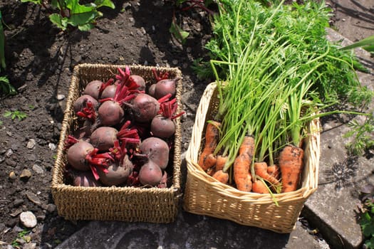Freshly harvested organically grown beetroot and carrots. Carrot crop with leaves and stalks still on, beetroot trimmed, and both set in a wicker type basket in a veggi patch.