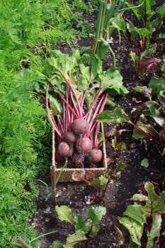 Freshly harvested organically grown beetroot. Crop with leaves and stalks still on set in a wicker type basket in a veggi patch with beetroot and carrots growing around.