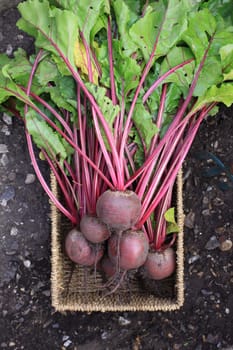 Freshly harvested organically grown beetroot. Crop with leaves and stalks still on set in a wicker type basket shot from above on a soil background.