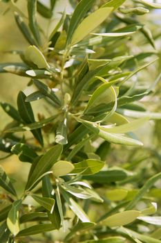 Olive tree green close up detail in southern Spain