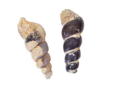 A pair of fossilized seashells isolated on white