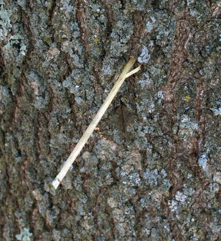 Incredible picture of a piece of straw driven into an Oak tree by a tornado.