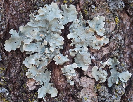 Macro of a lichen growing on an old Oak tree