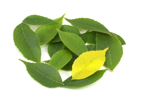 A single yellow leaf sits among several green leaves representing unuqueness.